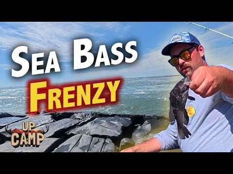 Sea Bass Fishing Frenzy in OC MD - Up Camp