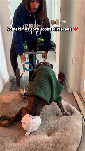 A part of my heart still lives in these moments with my forever baby Rambo 🪽❤️ Caring for him changed me. [paralysed dog, dogs with special needs, disabled dogs, dogs of tiktok] #disableddog #dogsofttiktok