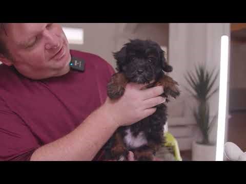 Thinking About a Mini Aussiedoodle? Honest Breakdown | Mini Aussiedoodle Puppies for Sale in Florida