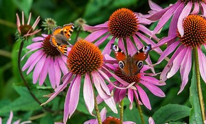 Šarene, otporne na sušu i ljekovite: Mirisne ehinaceje pravo su blago u vrtu