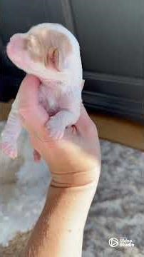 Cavapoo Puppies at 1 Week #cavapoopuppy #puppy #cavapooworld #puppylove