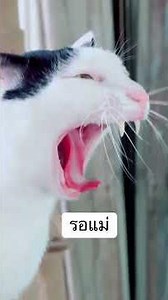 คุยกับแพนด้าหน่อย #แพนด้าแมวขี้บ่น #cat #กระเพราน้อยลูกแมวจร #มินิแพนดี้