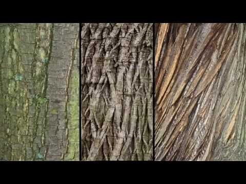 Castanea sativa - sweet chestnut