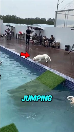 Dog Hates Baths Until This Happens 😱❤️ #shorts