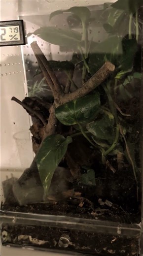 Our pet grey tree frog hunting crickets this evening....