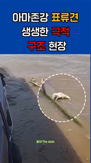 Amazon River drifting dog, a vivid and dramatic rescue! The miraculous moment a rope was used to ...