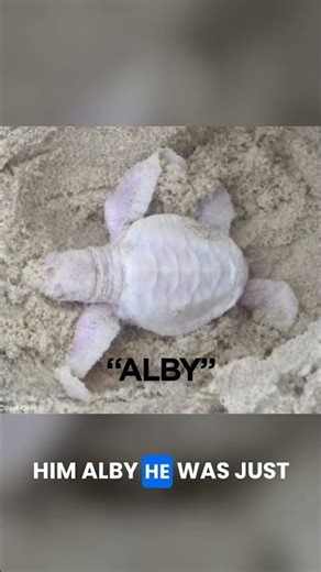 Rarest Turtle in the worl | Albino Turtle.