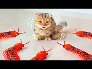 What Are Cats Scared Of?