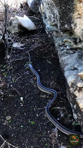 When Belizean say snake like hide under rock this tha weh we mean—meet the ribbon snake,one of belize’s shyest little hunters. 🪨🐍🇧🇿 #belizewildlife #belizenature #backabushbelize #naturelovers #ribbonsnake #wildlifeencounter #ExploreBelize | BackaBush Belize