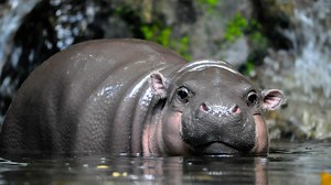 Baby Hippo’s Hilarious Underwater Swim-Along Wins the Internet