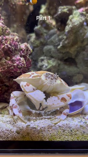 Calico Crab Giving Birth: A Fascinating Journey into Motherhood