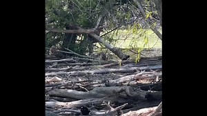 2.8K views · 281 reactions | A couple of Gray Fox Releases. We still have 4 in care.  Cool Fact: Gray Foxes are the only member of the canine family with semi-retractable claws. They love to climb up onto roofs and hang out in trees. #grayfox #wildliferehab #freedom #canine | Wild West Wildlife Rehabilitation Center | Facebook