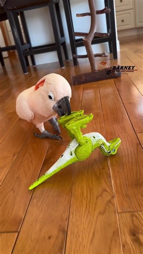 A lot of people have been wondering what happens to Dino once he’s in The Cave. Here ya go! 🦖😂 #barneythewestcoastcockatoo #dino #cave #mma