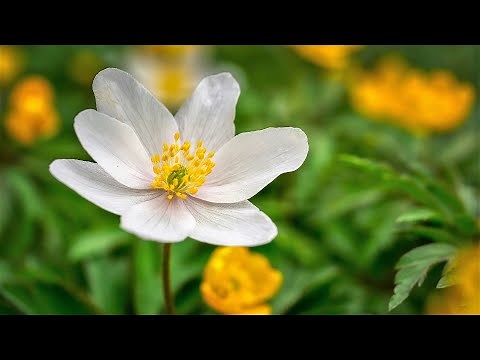 Pleasant Music - Beautiful Relaxing Music-• Peaceful Piano Music & Guitar Music