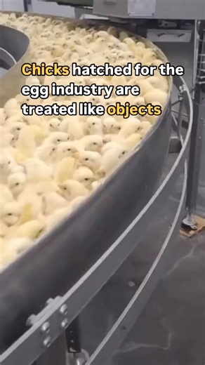 Chicks hatched for the egg industry are roughly handled immediately after hatching. The males are killed because they’ll never produce eggs. They are generally either ground up alive in macerators, suffocated in trash bags, or gassed to death. | Direct Action Everywhere - DxE