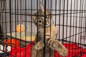 Should You Cage Your Cat? - Two Crazy Cat Ladies