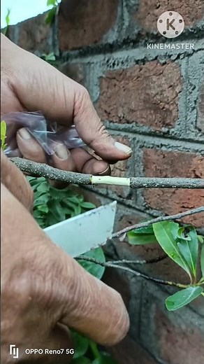 How to air layering sweet olive tree || Air layering olive tree #grafting #gardening #fruiting