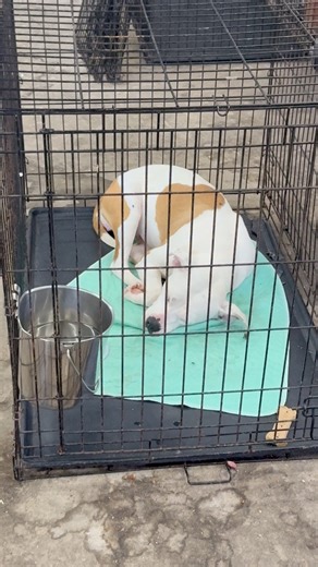 11K views · 185 reactions | We will continue half priced adoptions on all dogs that have been fully vetted for the rest of this month. | Colleton County Animal Services | Facebook