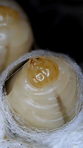 63K views · 5.1K reactions | Wasp larva weaving her silk cap! Watching metamorphosis happen before your eyes! Yellow Jackets and Hornets are AWESOME! #fyp #viral #foryou #hornetking #yellowjacket #wasp #hornet | Hornet King LLC | Facebook