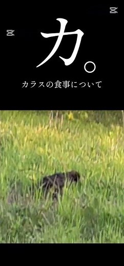 カ。カラスの食事について#からす