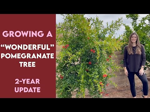 Growing a "Wonderful" Pomegranate Tree // 2-Year Update