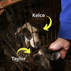 28K reactions · 688 comments | Meet Taylor  and Kelce , two of 73...