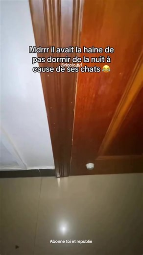 Le cri de la haine 🤣🤣 #pourtoi #fyp #meme #chat #cri #haine #cats #catsoftiktok