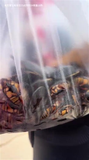 Delicious Salt and Pepper Water Beetles Recipe