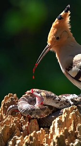 96K views · 390 reactions | Hornbill Vs snake moment ! #birds #amazinganimals #WildlifeZeroDistance #ShareThisPost #shortsvideos #animals #wildlife #share #like | wildlife park | Facebook