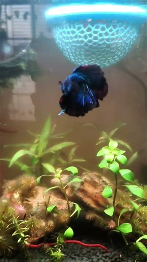 Daily Tank Update-Part 21 #lowtechtank #fishtank #aquascape #fish #bettafish #betta #snail #aquarium