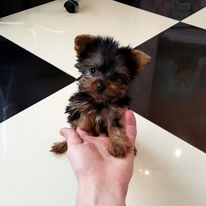 23K views · 898 reactions | NEW !! PUPPY FINANCING AVAILABLE 80 -90%...