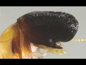 Whale-Like Termite Species Stuns Scientists: Unveiling Cryptotermes mobydicki