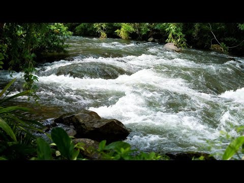HEALING RIVER SOUNDS, LIVE NATURE ASMR STREAM