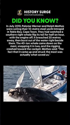 A 40-TON WHALE LANDED ON THEIR YACHT AND THE MAST TOOK THE HIT