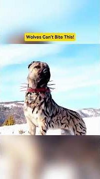 These Spikes Save Shepherd Dogs From Wolves 😱🐺 #dogfacts #animals #shorts #shepherddog #wolves