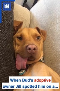 30K views · 208 reactions | This dog is so special in his own way!  ❤️ via Dogtooth Media | Daily Mail Video | Facebook