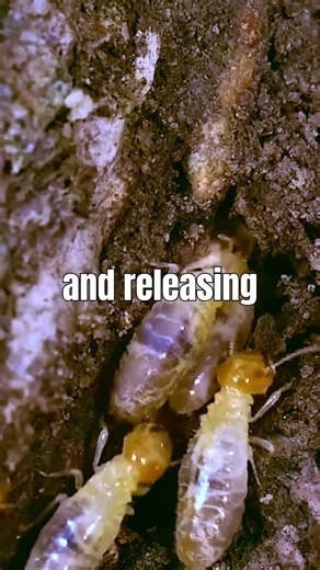 "These Ants EXPLODE to Save Their Colony 😱"||#Shorts