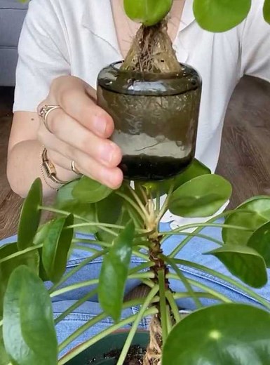 88K views · 191 reactions | Here's how to properly propagate a pilea plant without the mess of repotting! : @green.dopamine > https://www.instagram.com/green.dopamine/ | Tastemade Home | Facebook