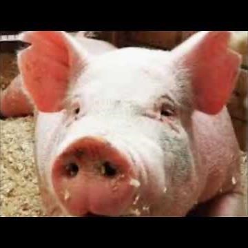 How To Speak Pig Latin