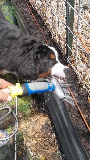 Bernese Mountain Dog "Helping" In The Garden