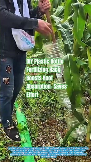 DIY Plastic Bottle Fertilizing Hack Boosts Root Absorption- Saves Effort #farmingtips #gardeningtips