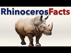 Rhinoceros Facts