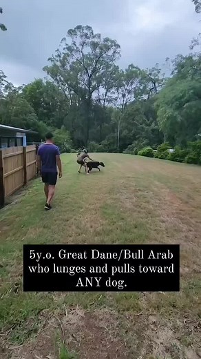 Roachies Dog Training on TikTok