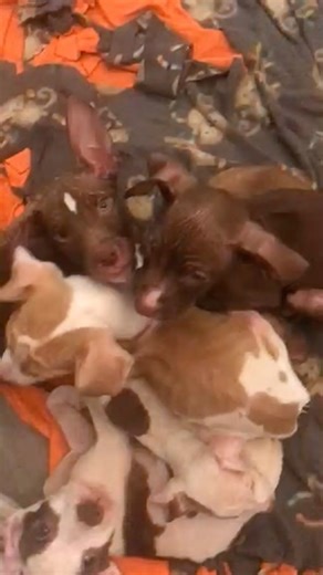 📍 LOCATED IN GREENVILLE, TX (DFW) - RESCUE & FOSTERS NEEDED NOW!!! These 6, 14-week old emaciated puppies need help!!! There were originally 9… no idea what happened to 2 of the 9, the other 1 was saved by someone. Owners “can’t afford to help them..” the mom belongs to them and they claim a stray male dog that they took in impregnated her. The puppies are living in a cage! They said they “drop food in there for the puppies.” They’re FENDING FOR THEMSELVES!! WE HAVE TO GET THEM OUT! 😩💔 (No id