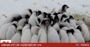 Loài chim cánh cụt hoàng đế trên bờ tuyệt chủng