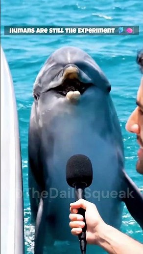Dolphin Explains Why Humans Are Still the Experiment 🐬🧠