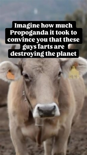 Cow Farts Destroying The Planet