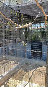 5.6K views · 42 reactions | DV Aviary COMMITTED TO QUALITY, ELEVATING STANDARDS, EXCEEDING EXPECTATIONS! #DVAviaryQualityGuaranteed #ElevatingAviaryStandards #ExceedingExpectations #AviaryExcellence #QualityBirds #DV_Aviary_Commitment #BirdsOfQuality #AgqpornidBreeding #BirdSourcing #AviarySolutions #QualityBirdBreeding | DV Aviary | Facebook