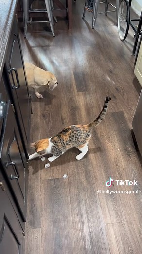 @millie taught herself a new trick 😹 #catsoftiktok #rescue #cat #trick #newskill #smartkitty🐈👏🏼