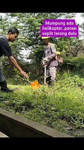 326 reactions · 59 comments | Mumpung ada helikopter..panen seplit terong dulu #fyp #sancang #bonsaiBeginners #themax30cmTeam | Karimun Java | Facebook